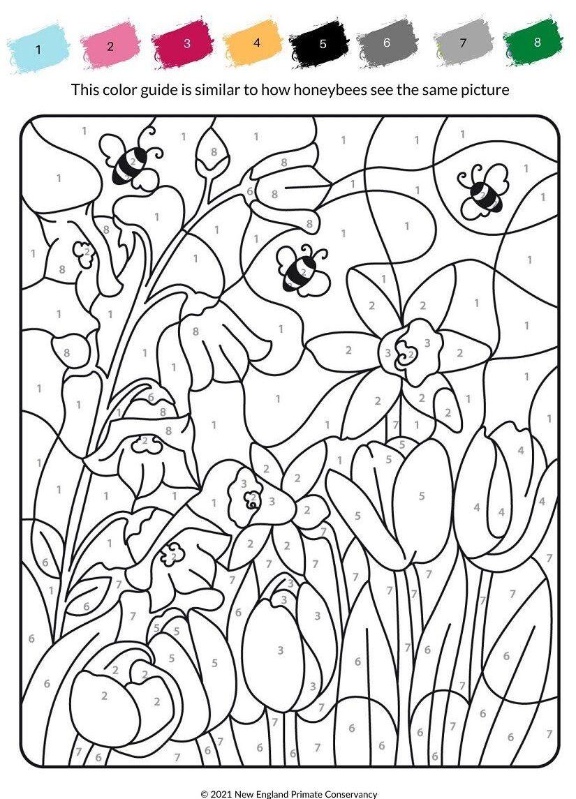 Bee color vision-2-X1200