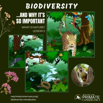 Biodiversity is the cornerstone of life and one of Nature’s greatest strategies for survival! Learn about Earth’s living organisms, including Genetic, Species, and Ecosystem Diversity, discover Biodiversity Hotspots, and find out how we can help protect it. This lesson features engaging videos, informative graphics, and interactive activities.