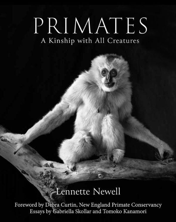 Cover Image: Critically Endangered  Northern White-Cheeked Gibbon (Nomascus leucogenys) photographed at the Gibbon Conservation Center ©Lennette Newell