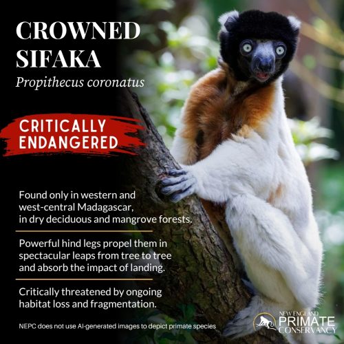 Crowned Sifaka
