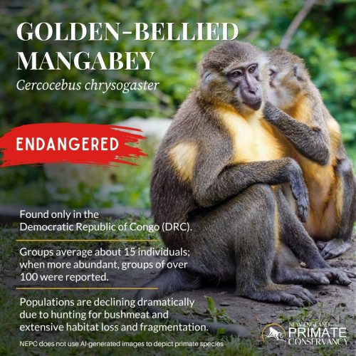 Golden-Bellied Mangabey