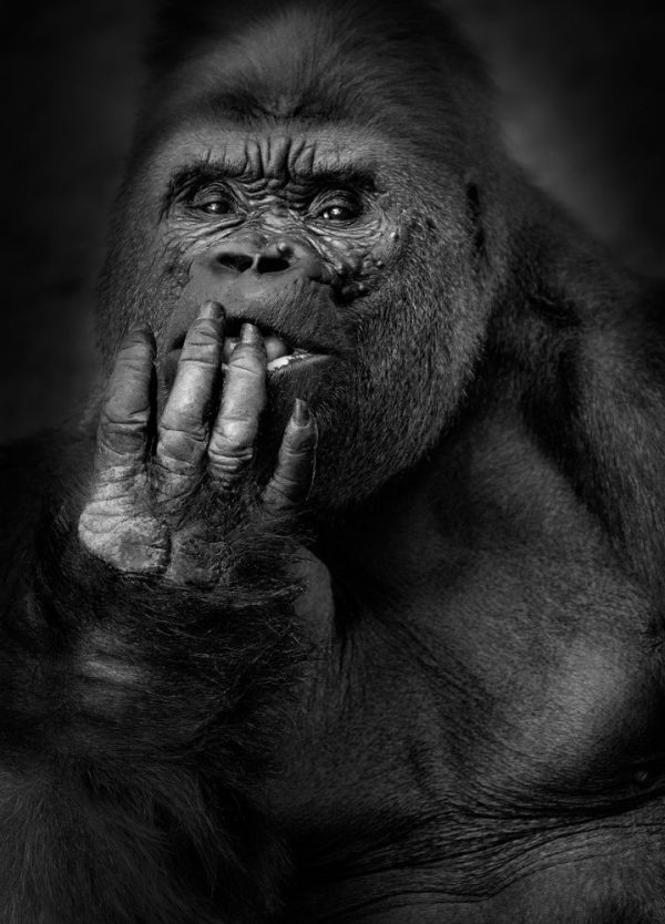 Critically Endangered Western Lowland Gorilla (Gorilla gorilla gorilla) ©Lennette Newell