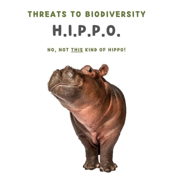 HIPPO-2