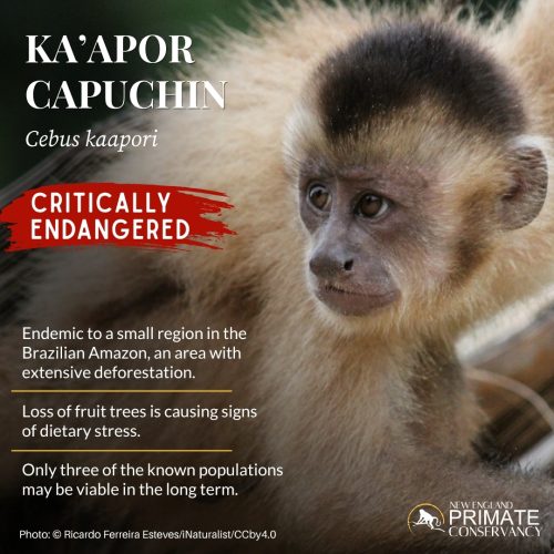 Ka'apor Capuchin