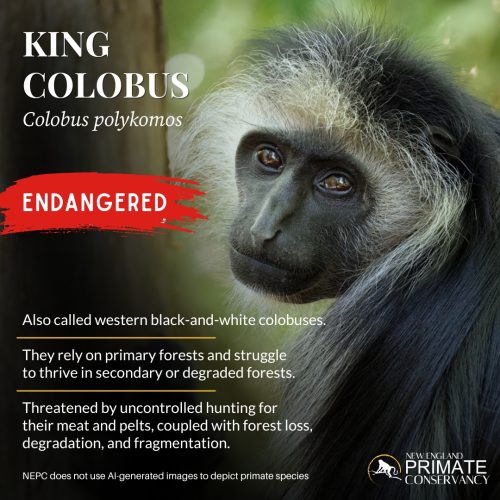 King Colobus