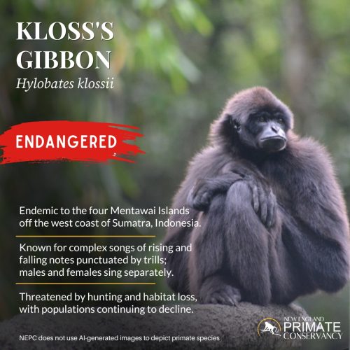 Kloss's Gibbon