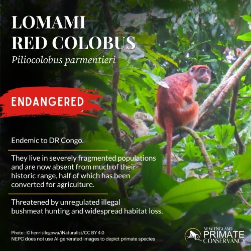 Lomami Red Colobus