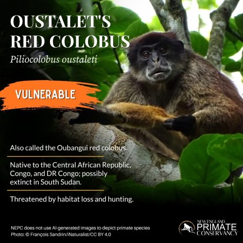 Oustalet's Red Colobus