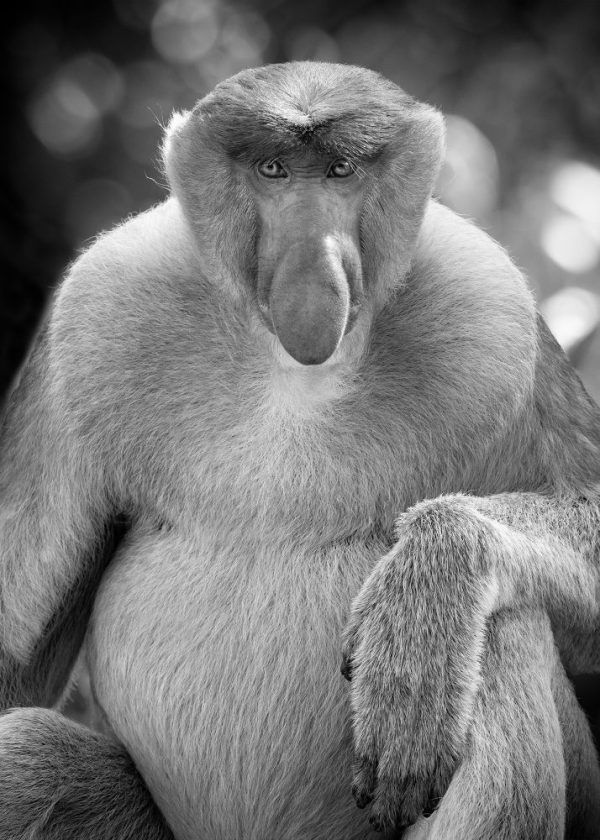 Endangered Proboscis Monkey (Nasalis larvatus)