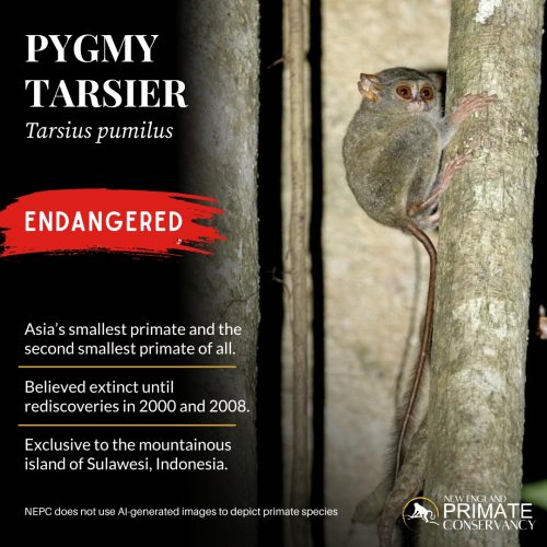 Pygmy Tarsier