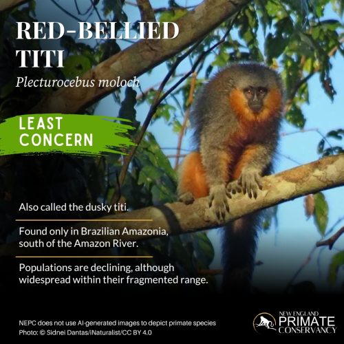 Red-Bellied Titi