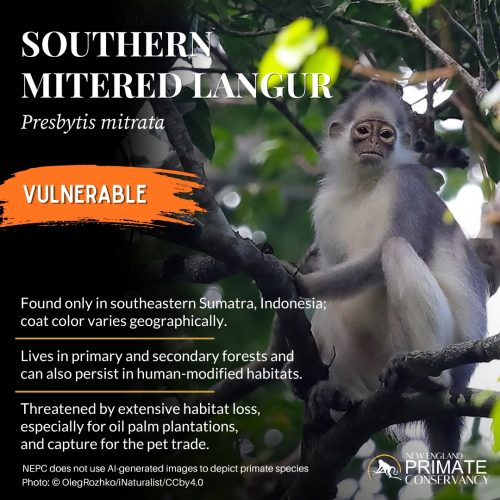 Southern Mitered Langur