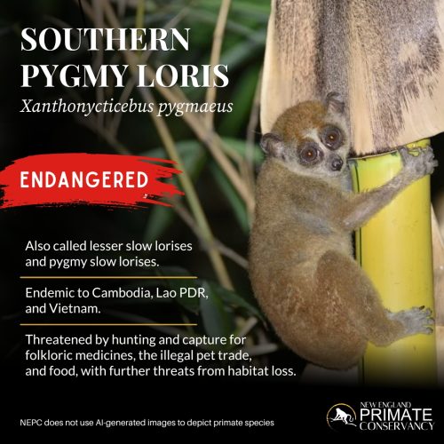 Southern Pygmy Loris