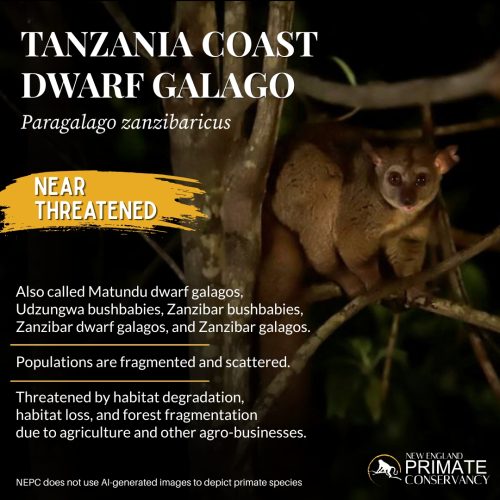 Tanzania Coast Dwarf Galago