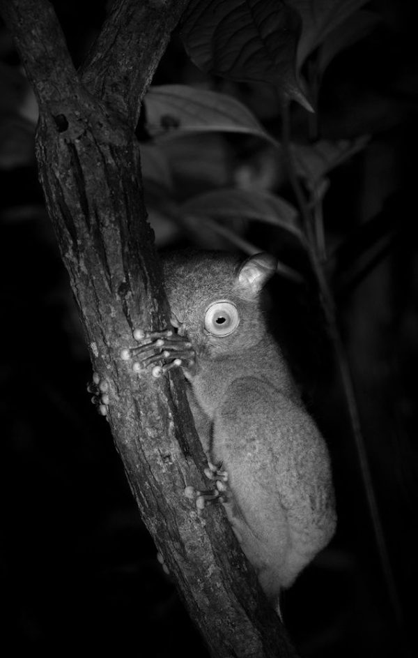 Vulnerable Horsfield's Tarsier (Cephalopachus bancanus) ©Lennette Newell