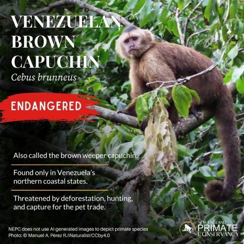 Venezuelan Brown Capuchin