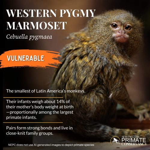Western Pygmy Marmoset-Oct 2026-new