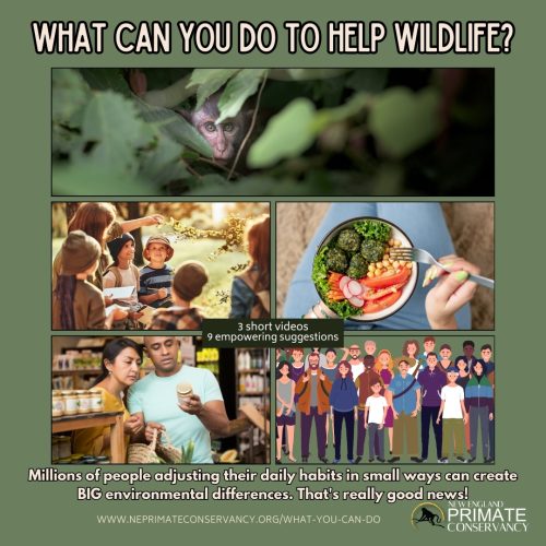 The choices you make every day affect habitats and the animals that live there. From the products you buy to the way you use social media, enjoy entertainment, or select animal companions, even small actions can make a difference. When thousands of people make small changes, the impact becomes huge—and that’s great news!